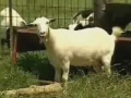 kozy_tn.jpg