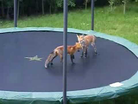 lisaci-na-trampoline_tn.jpg