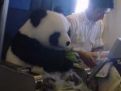 panda-cestuje_tn.jpg
