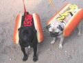 hot--dog_tn.jpg
