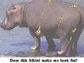 nevypadam-v-bikinach-tlusta_tn.jpg
