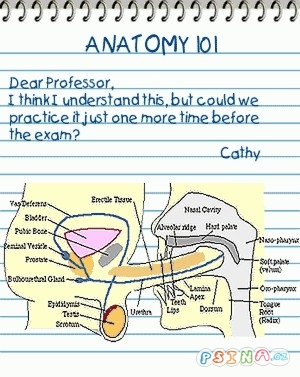 anatomie-.jpg