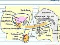 anatomie-.jpg